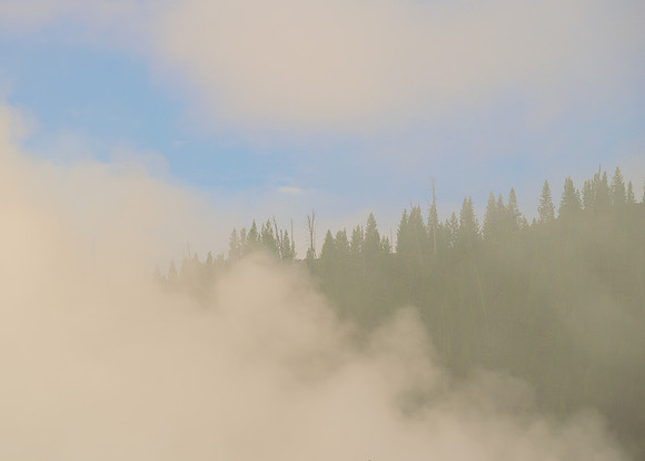 Steamy tree line