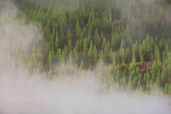 Steamy tree line