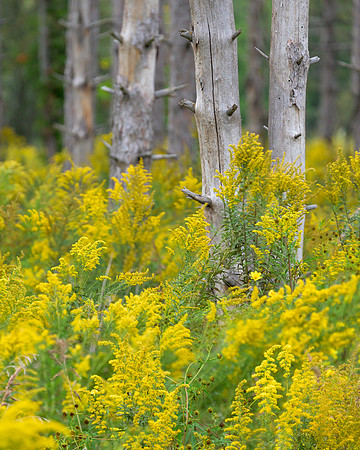 Goldenrods Galore