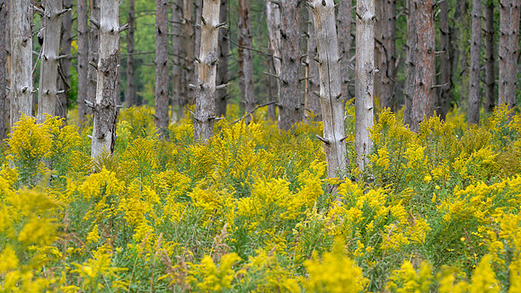 Goldenrods Galore