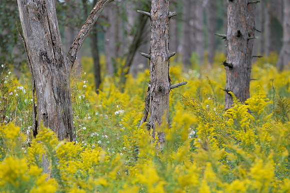 Goldenrods Galore