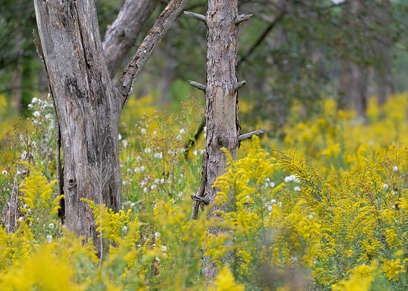 Goldenrods Galore