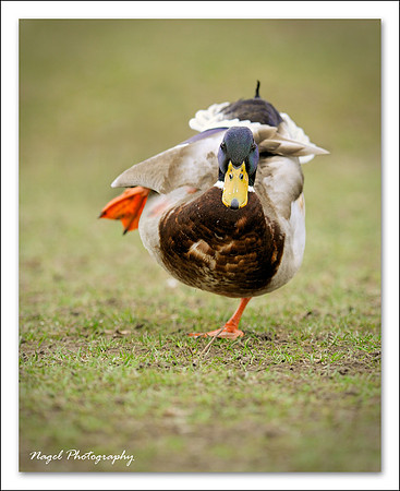 Charging duck