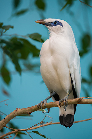 Bali Mynah