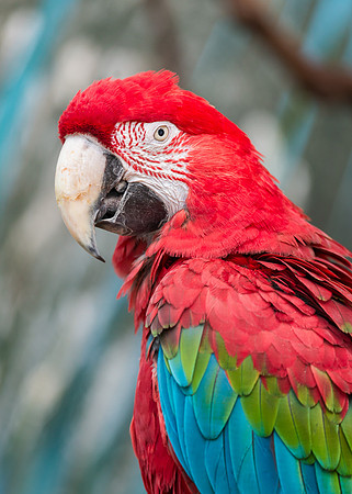 Green-winged macaw