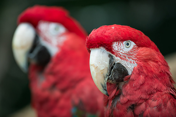 Green-winged macaws