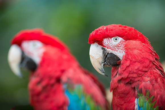 Green-winged macaws