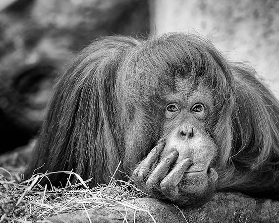 Orangutan (B&W version)