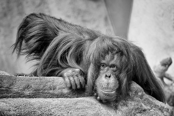 Orangutan