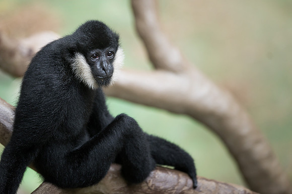 White-cheeked gibbon