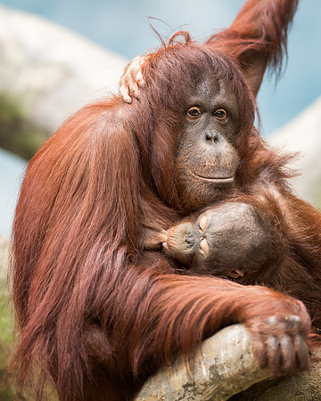 Nursing orangutan