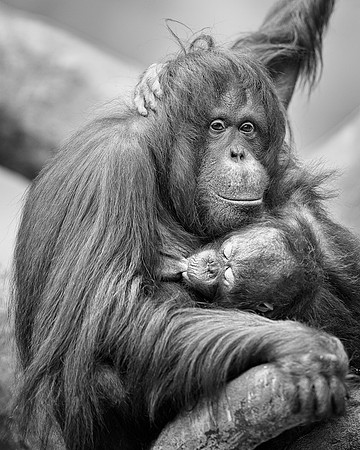 Nursing orangutan (B&W version)