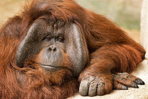 Orangutan