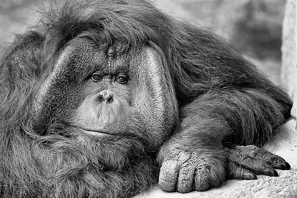 Orangutan (B&W version)