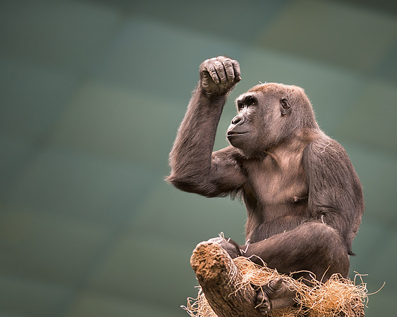 Gorilla
