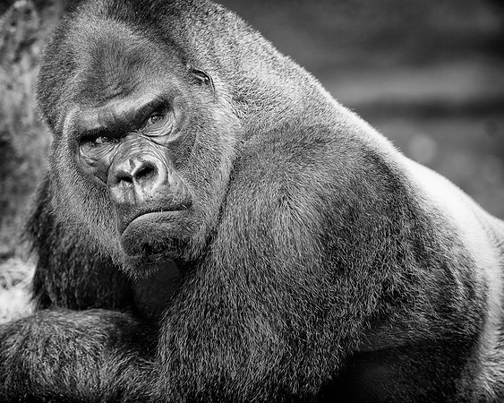 Silverback gorilla (B&W version)