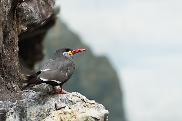 Arctic tern