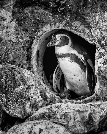 Penguin