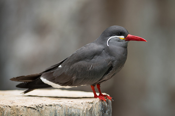 Arctic tern