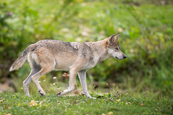 Mexican gray wolf