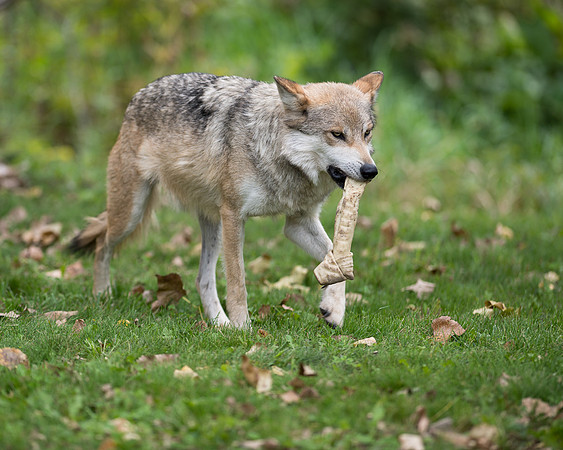 Mexican gray wolf