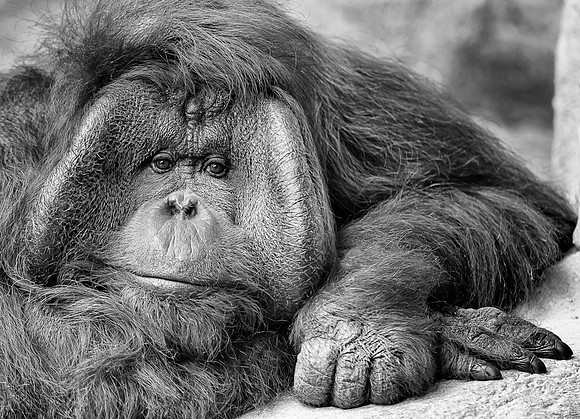 Orangutan (B&W version)