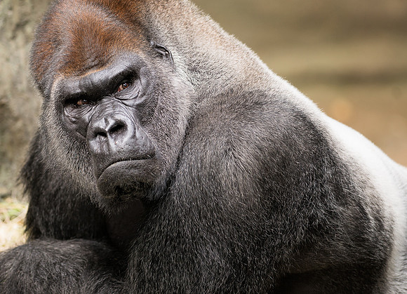 Silverback gorilla