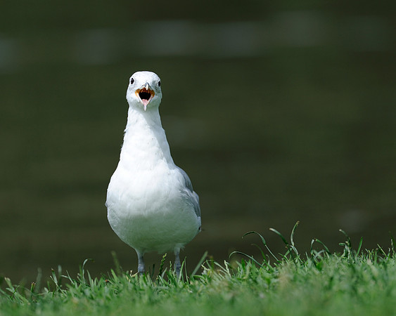 Gull