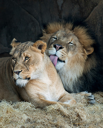 African lions