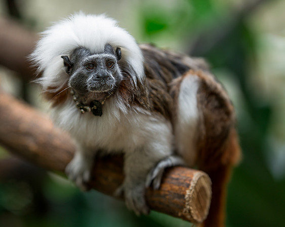 Cotton-top tamarin