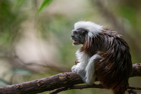 Cotton-top tamarin