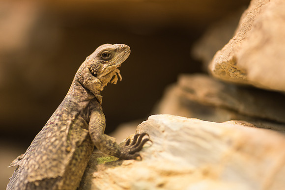 Chuckwalla