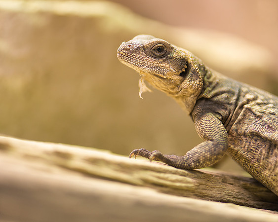 Chuckwalla
