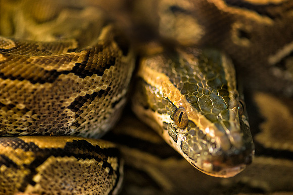African rock python
