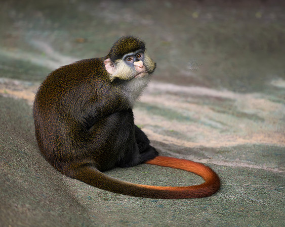 Schmidt's Red-Tailed Guenon