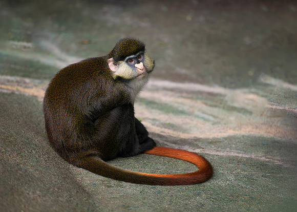 Schmidt's Red-Tailed Guenon