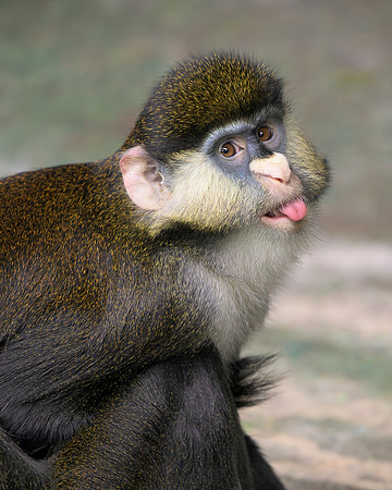 Schmidt's Red-Tailed Guenon