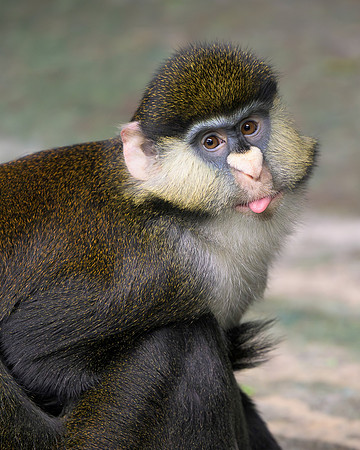 Schmidt's Red-Tailed Guenon
