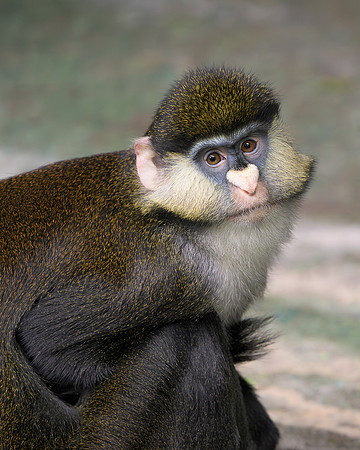 Schmidt's Red-Tailed Guenon