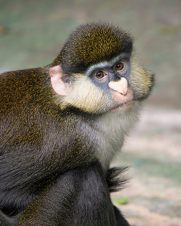 Schmidt's Red-Tailed Guenon