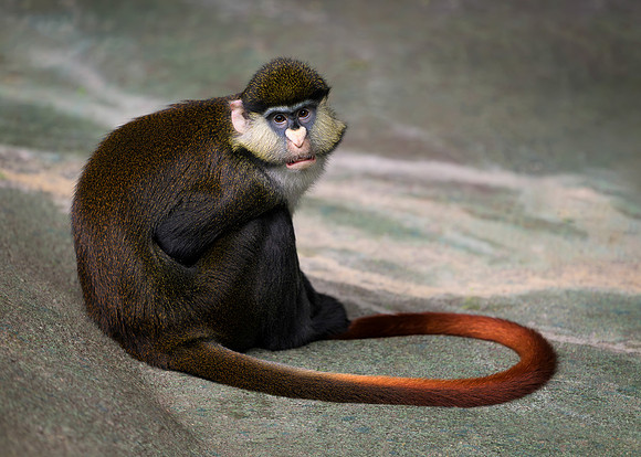 Schmidt's Red-Tailed Guenon