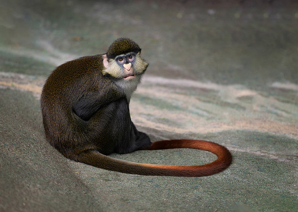 Schmidt's Red-Tailed Guenon