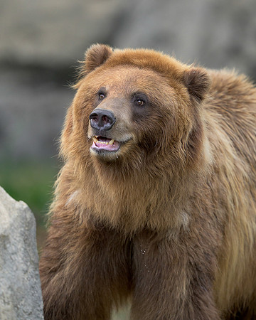 Brown Bear