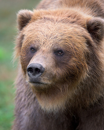 Brown Bear