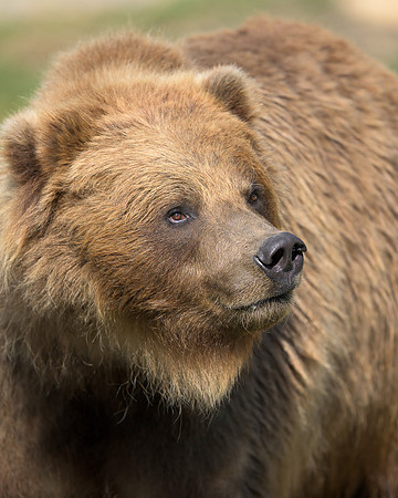 Brown Bear
