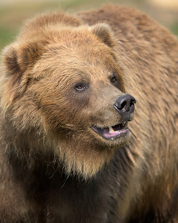 Brown Bear