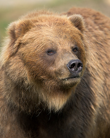 Brown Bear