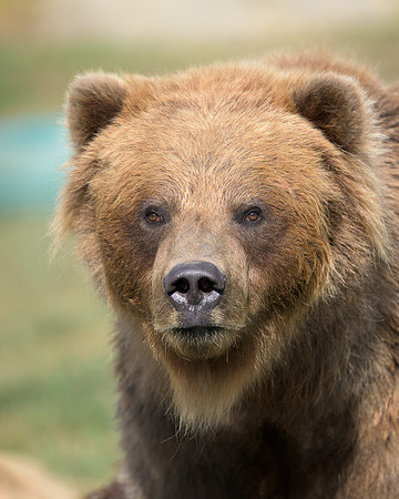 Brown Bear