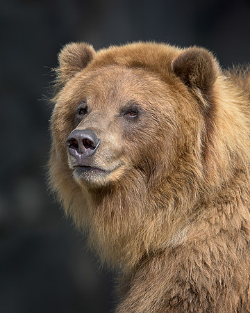 Brown Bear