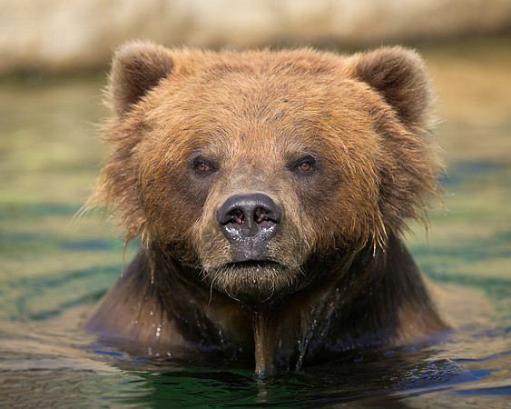 Brown Bear